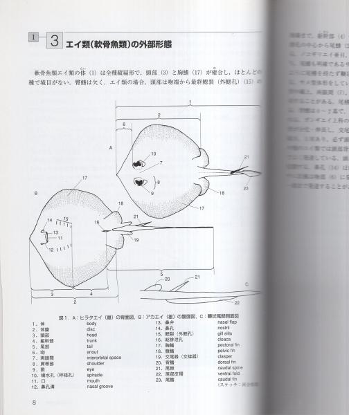 魚類学実験テキスト 岸本浩和 鈴木伸洋 赤川泉 編著 伊東古本店 古本 中古本 古書籍の通販は 日本の古本屋 日本の古本屋