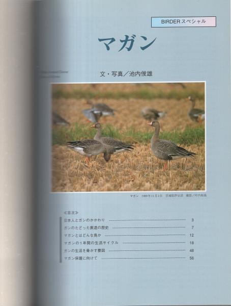 マガン (BIRDERスペシャル)／池内 俊雄 マガン -BIRDERスペシャル-(池内俊雄) / 古本、中古本、古書籍の