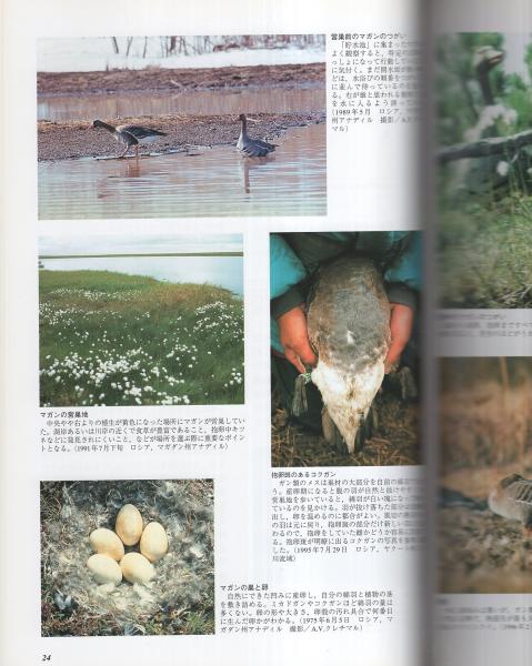 マガン (BIRDERスペシャル)／池内 俊雄 マガン (BIRDERスペシャル) | 池内 俊雄 |本 | 通販 | Amazon