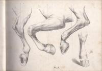 （英文）STUDIES OF ANIMALS（動物のイラスト集）