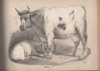 （英文）STUDIES OF ANIMALS（動物のイラスト集）