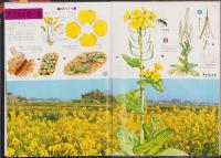植物の図鑑　-小学館の新学習図鑑シリーズ1-