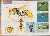 昆虫の図鑑　-小学館の新学習図鑑シリーズ2-