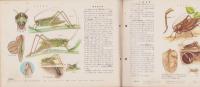 科学クラブ　創刊号　-特集・虫の生活-　昭和32年2月