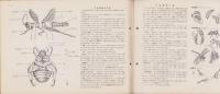 科学クラブ　創刊号　-特集・虫の生活-　昭和32年2月