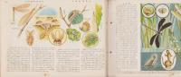 科学クラブ　創刊号　-特集・虫の生活-　昭和32年2月