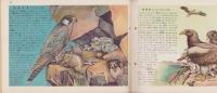 科学クラブ　第2号　-特集・渡り鳥-　昭和31年2月