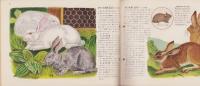 科学クラブ　第3号　-特集・動物の生活-　昭和31年12月