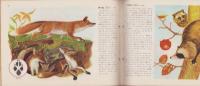 科学クラブ　第3号　-特集・動物の生活-　昭和31年12月