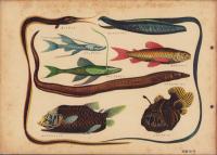 科学クラブ　第5号　-特集・魚のくらし-　昭和31年11月