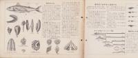 科学クラブ　第5号　-特集・魚のくらし-　昭和31年11月