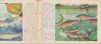 科学クラブ　第5号　-特集・魚のくらし-　昭和31年11月