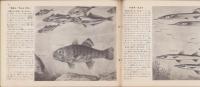 科学クラブ　第5号　-特集・魚のくらし-　昭和31年11月