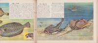 科学クラブ　第5号　-特集・魚のくらし-　昭和31年11月