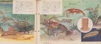 科学クラブ　第11号　-特集　海べの生物・水泳のしかた-　昭和31年8月