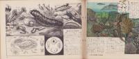 科学クラブ　第11号　-特集　海べの生物・水泳のしかた-　昭和31年8月