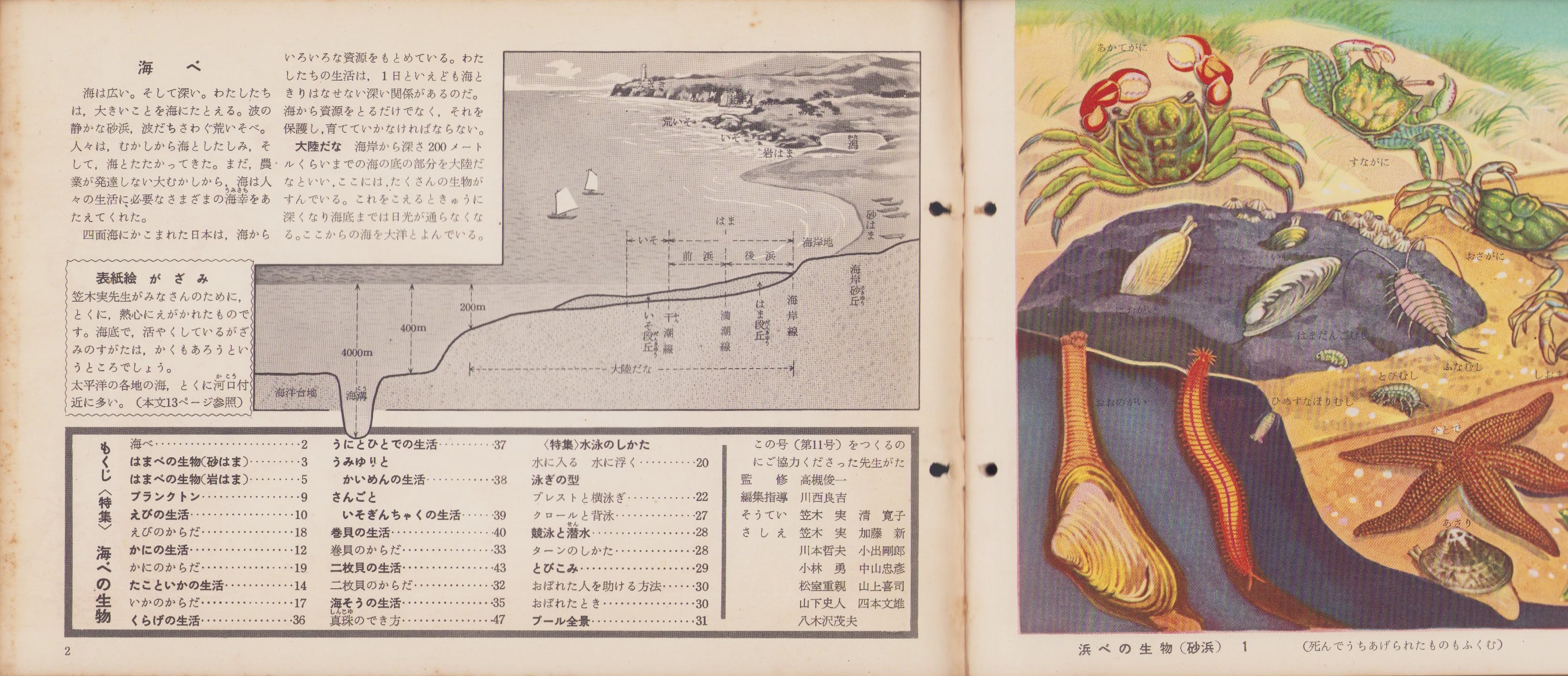 科学クラブ 第11号 -特集 海べの生物・水泳のしかた- 昭和31年8月(絵