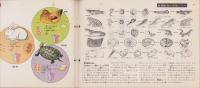 科学クラブ　第20号　-特集・動物のなかま-　昭和32年5月