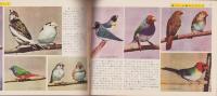 科学クラブ　第34号　-特集・動物のかいかたと訓練-　昭和33年6月