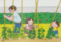 （紙芝居）ぼくたち、きゅうりのかかりです　-子どもの生活ひろば-　全16枚揃