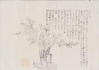 (一枚刷）御神木筆柿(兵庫県明石市柿本神社）