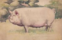 (原画）渡辺修宏　-雑誌『有畜農業』表紙絵か？-　5枚一括