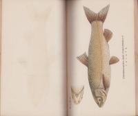 原色満洲有用淡水魚類図説　-産業調査資料第50編-
