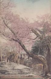 (絵葉書）偕楽社門前より村上旅館を望む　1枚(岐阜県）