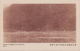 (絵葉書）鹿児島県出水郡阿久根の群鶴　1枚（鹿児島県）