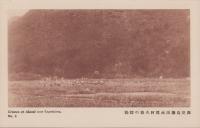 (絵葉書）鹿児島県出水郡阿久根の群鶴　1枚（鹿児島県）