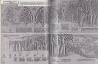 （原書）Pictorial Carving Finesse（ピクトリアル・カービング技巧）