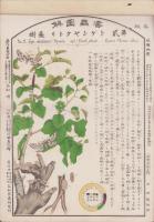 害虫図解　25図＋通俗益虫集覧　第1輯 1図