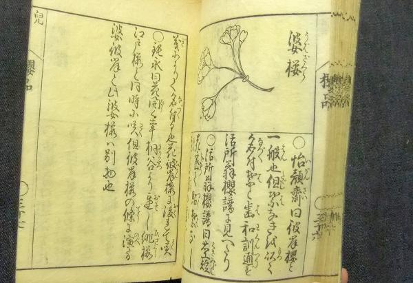 怡顔齋櫻品（怡顔斉桜品）(中西卯兵衛・安藤八左衛門 合版