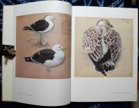 野の鳥たち : 素描集 ある画家のフィールド・スケッチ