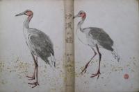 沙漠の鶴 : 大陸俳句紀行
