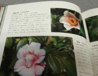 日本の銘椿