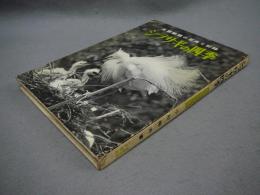 シラサギの四季　生態観察の写真と記録