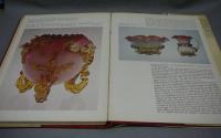 Colored Glass: The Collector's World in Color