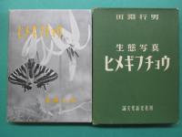 ヒメギフチョウ : 生態写真