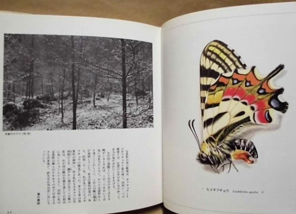田淵行男「ギフチョウ ヒメギフチョウ」 （ギフチョウ・ヒメ