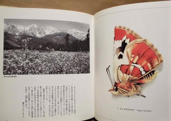 山の絵本 安曇野の蝶」 田淵行男 講談社 昭和58年（1983） サイン本