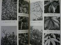 豊田の植物 〈樹木I〉