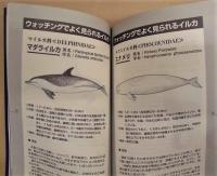 ドルフィン&ネイチャーウォッチング ： イルカに会いたいあなたへ