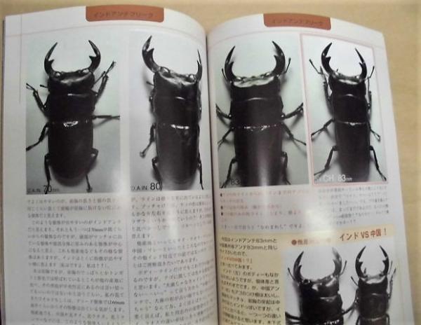 昆虫フィールド 01 1 2 No 16 Contents より グラントシロカブト 1995年晩夏のブータン紀行 Part 1 マレー探訪記 昆虫採集記 オオクワガタ In 三草山能勢町 熊本のオオクワガタ採集と飼育 後編 奈良県産オオクワガタ採集 サカダチコノハ 昆虫フィールド 01 1 2 No 16 Contents より グラントシロカブト 1995年晩夏のブータン紀行 Part 1 マレー探訪記 昆虫採集記 オオクワガタ In 三草山能勢町 熊本のオオクワガタ採集と飼育 後編 奈良県産オオクワガタ採集 サカダチコノハ
