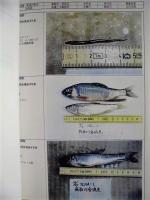 平成７年度 指定区間調査（長良川、魚介類）岐阜県業務委託 報告書