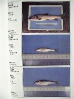 平成12年度 指定区間調査（長良川・揖斐川、魚介類）業務委託 長良川 報告書