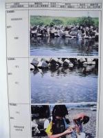 平成４年度 木曽三川上流河川水辺の国勢調査（魚介類）その１ 報告書