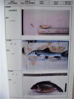 平成４年度 木曽三川上流河川水辺の国勢調査（魚介類）その１ 報告書