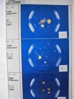 平成６年度 河川水辺の国勢調査（底生動物）木曽川 報告書