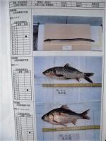 平成６年度 河川水辺の国勢調査（魚介類）揖斐川 報告書
